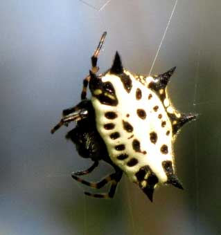 GASTERACANTHA CANCRIFORMIS, top