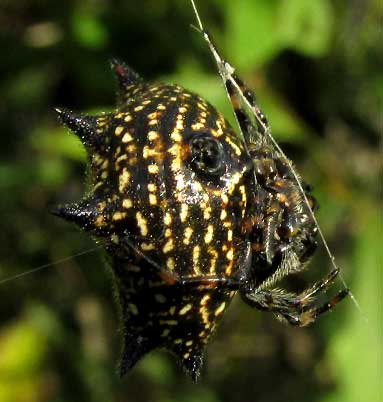 GASTERACANTHA CANCRIFORMIS, bottom