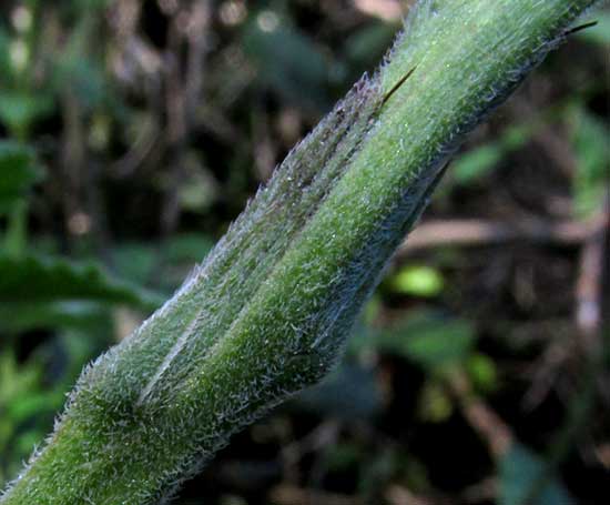 Red Vervain, STACHYTARPHETA MINIACEA, fruits in rachis