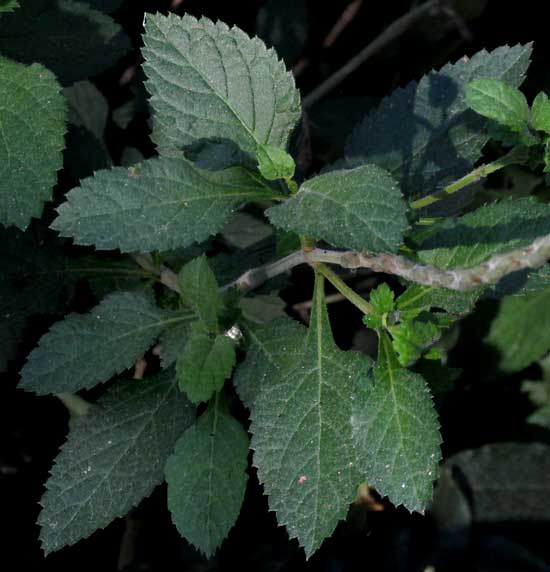 Red Vervain, STACHYTARPHETA MINIACEA, leaves