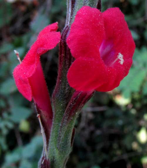 Red Vervain, STACHYTARPHETA MINIACEA, flowers