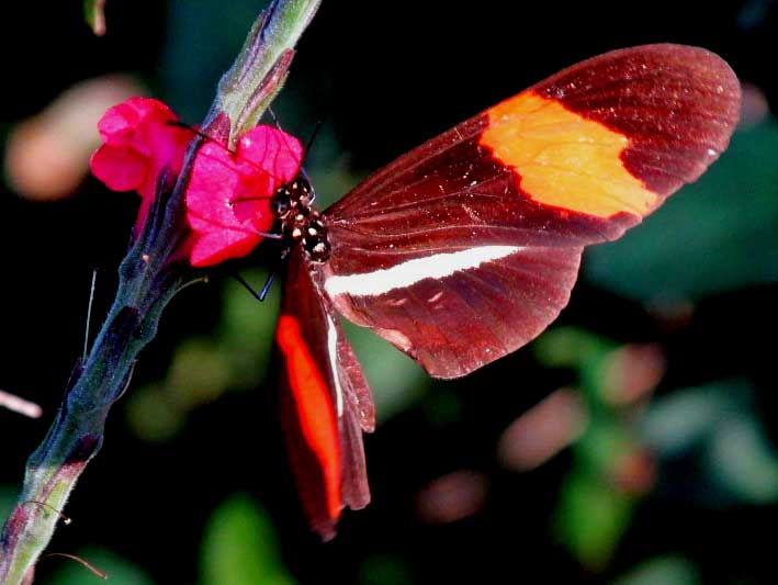 Red Vervain, STACHYTARPHETA MINIACEA, visited by Crimson-patched Longwing