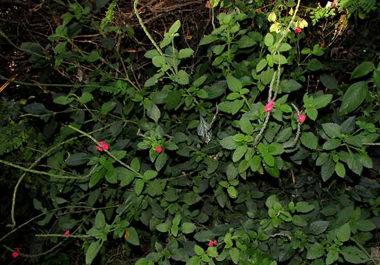 Red Vervain, STACHYTARPHETA MINIACEA, plant