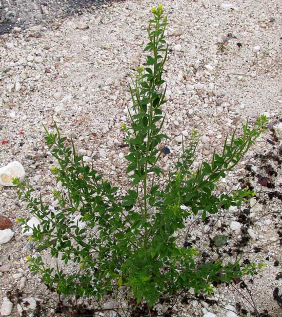 CLEOME VISCOSA