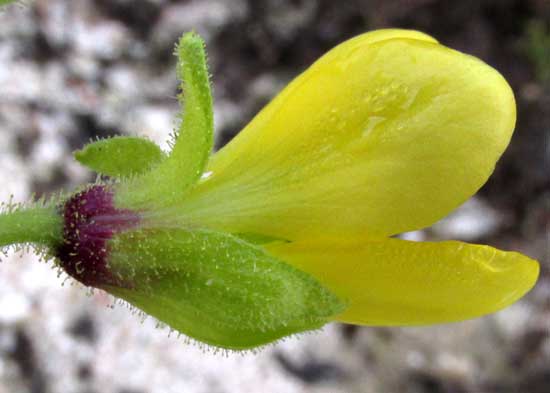 Asian Spiderflower, CLEOME VISCOSA, flower side view