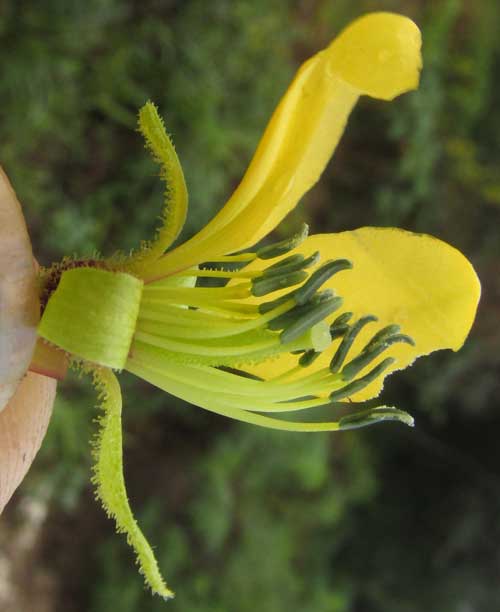 Asian Spiderflower, CLEOME VISCOSA, stamens