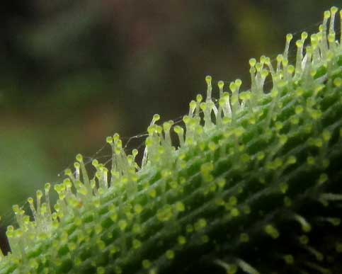 Asian Spiderflower, CLEOME VISCOSA, fruit ridges and glandular hairs