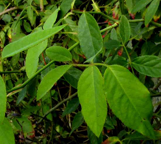 a rose in the tropics, leaves