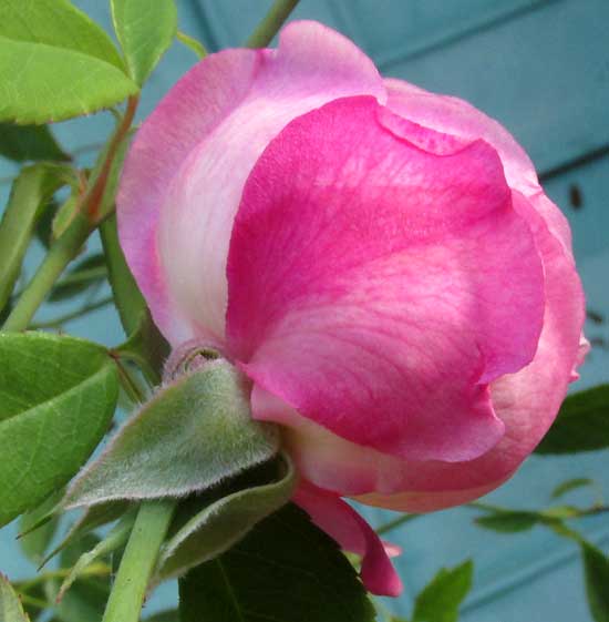 a rose in the tropics, flower side view