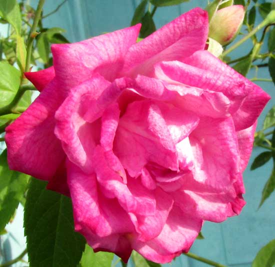 a rose in the tropics, flower