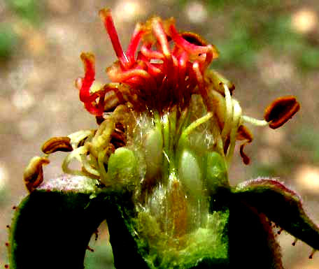 a rose in the tropics, styles extending beyond hypanthium