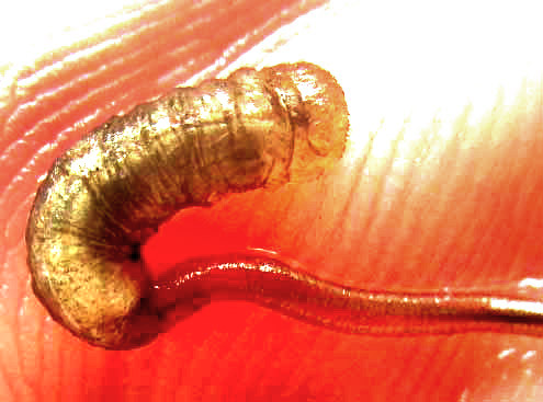 Rat-tailed Maggot, close-up