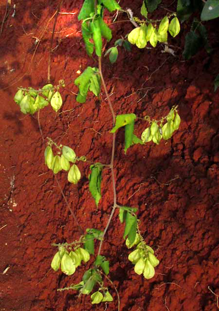  URVILLEA ULMACEA, fruiting