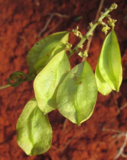  URVILLEA ULMACEA, fruits