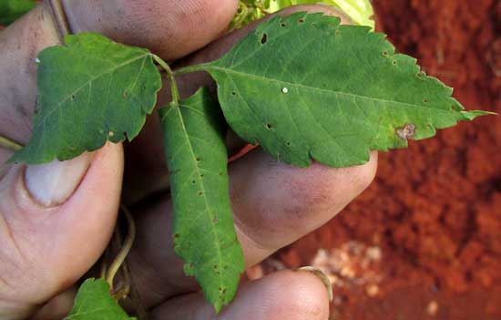  URVILLEA ULMACEA, leaf