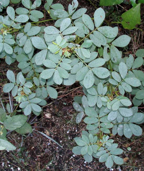 SENNA UNIFLORA, leaves