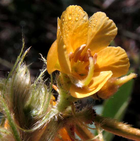 SENNA UNIFLORA, flower showing stamens