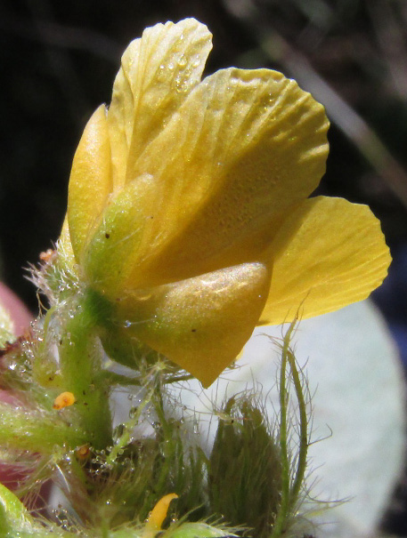 SENNA UNIFLORA, flower showing sepals