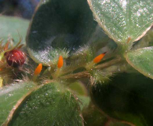 SENNA UNIFLORA, glands on rachis