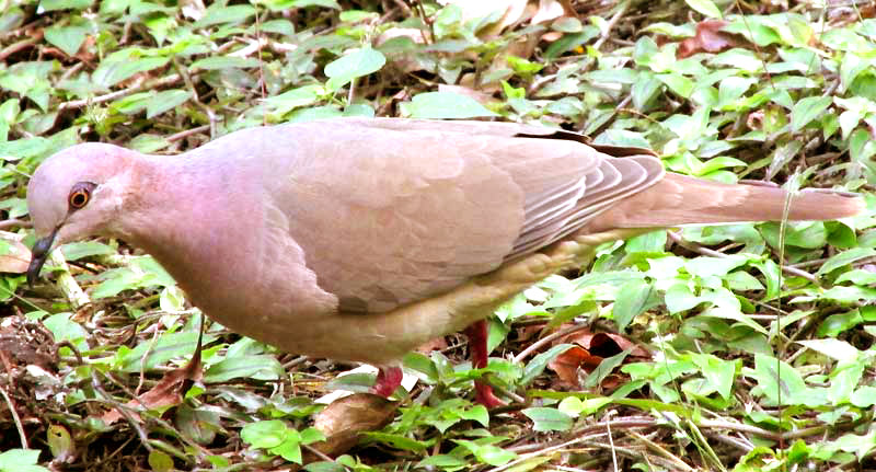 White-tipped Dove, LEPTOTILA VERREAUXI