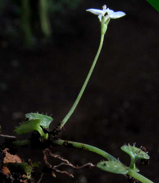 HEDYOTIS CALLITRICHOIDES, flower & leaves