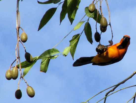 Altamira Oriole on Spanish Cedar fruits