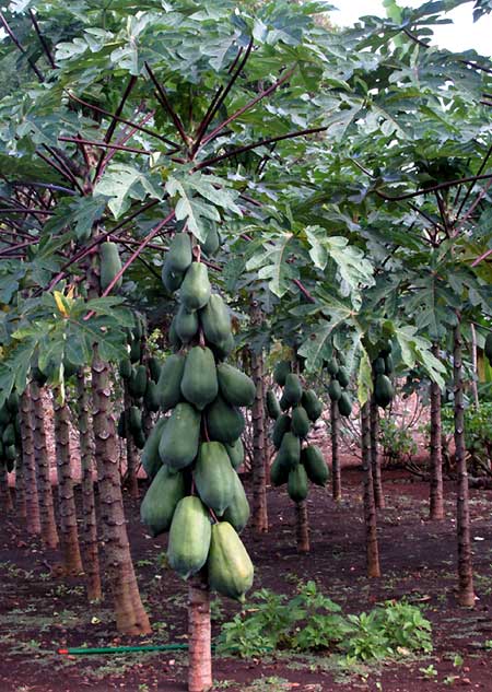 Papaya, Carica papaya, cultivated