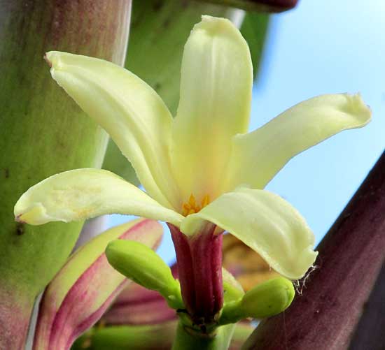 Papaya, Carica papaya, hermaphrodite flower