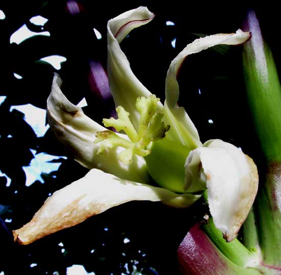 Papaya, Carica papaya, female flower