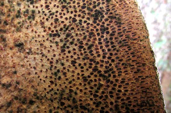 Royal Palm, ROYSTONEA REGIA, vascular bundles in trunk cross section