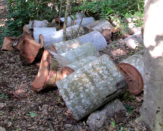 Royal Palm, ROYSTONEA REGIA, cut trunk sections