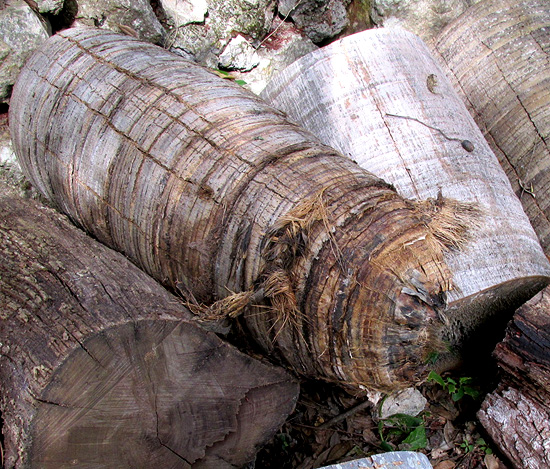 Royal Palm, ROYSTONEA REGIA, top section of trunk