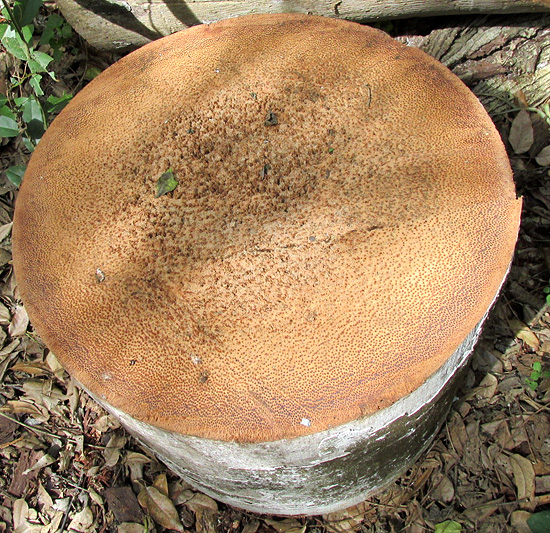 Royal Palm, ROYSTONEA REGIA, trunk cross section