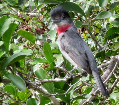 Rose-throated Becard, PACHYRAMPHUS AGLAIAE, male