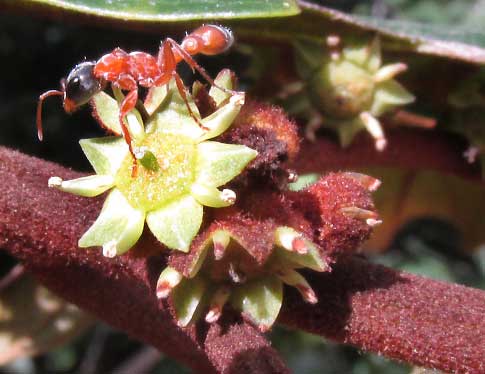 Coffee Colubrina, COLUBRINA ARBORESCENS, flower