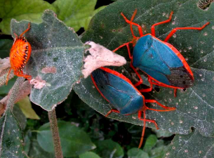 Red-bordered Stink Bugs, EDESSA RUFOMARGINATA