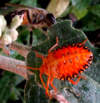 Red-bordered Stink Bugs, EDESSA RUFOMARGINATA, nymph