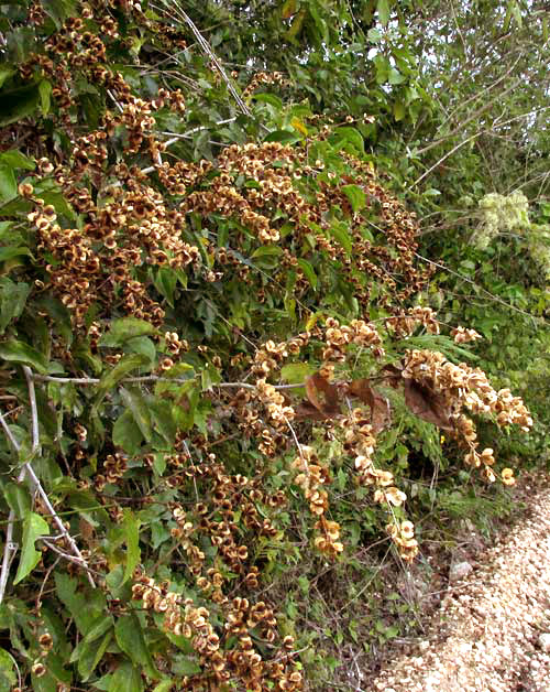 Chewstick, GOUANIA LUPULOIDES, fruiting