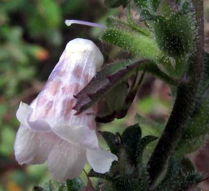 Goatweed, CAPRARIA FRUTESCENS, side view