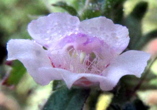 Goatweed, CAPRARIA FRUTESCENS, flower from front