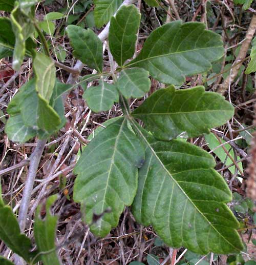 PAULLINIA FUSCESCENS, leaf.