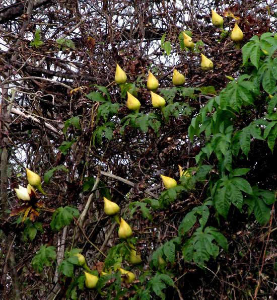 Wood Rose, MERREMIA TUBEROSA, flower buds