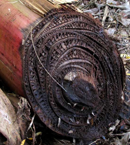 Banana Plant stem, the pseudostem