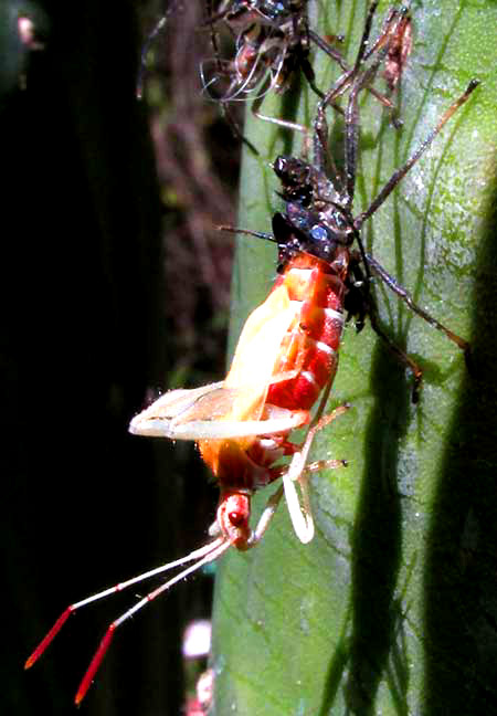 LEPTOGLOSSUS SUBAURATUS nymph emerging from husk