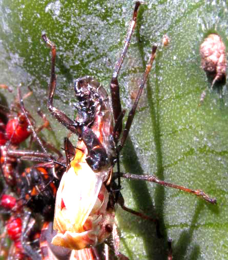 LEPTOGLOSSUS SUBAURATUS, emerging nymph