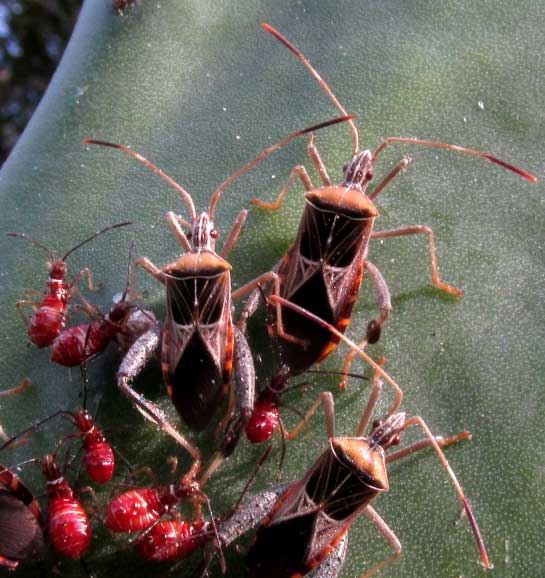 LEPTOGLOSSUS SUBAURATUS, newly emerged nymphs