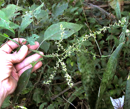 CHAMISSOA ALTISSIMA, flowers & leaf