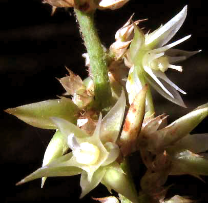 CHAMISSOA ALTISSIMA, flowers