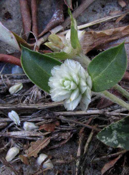 Small Matweed, GUILLEMINEA DENSA; head