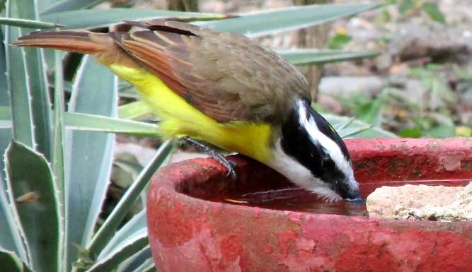 Great Kiskadee, PITANGUS SULPHURATUS, drinking water